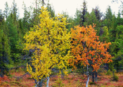 Lappland Ruhe Abenteuer Cabins Urige Blockhütten zum Entspannen Herbst