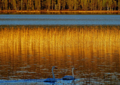 Lappland Ruhe Abenteuer Cabins Urige Blockhütten zum Entspannen