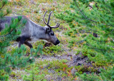 Lappland Ruhe Abenteuer Cabins Urige Blockhütten zum Entspannen Rentier