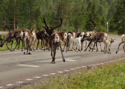 Lappland Ruhe Abenteuer Cabins Urige Blockhütten zum Entspannen Rentier